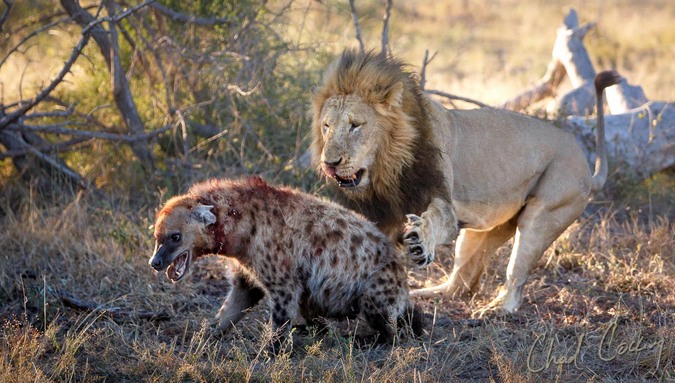 Does-lion-eat-hyena.jpg