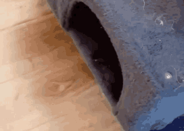 tenor.gif