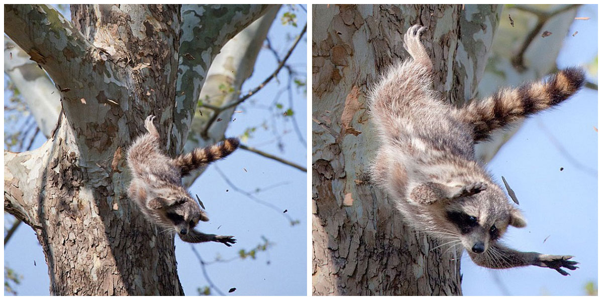 raccoon.jpg