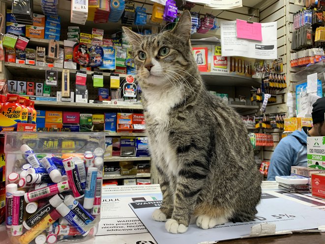 Behold Lalo (Jen Chung / Gothamist)