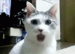 4be44f964f06155ed1155781df3e4d10.gif