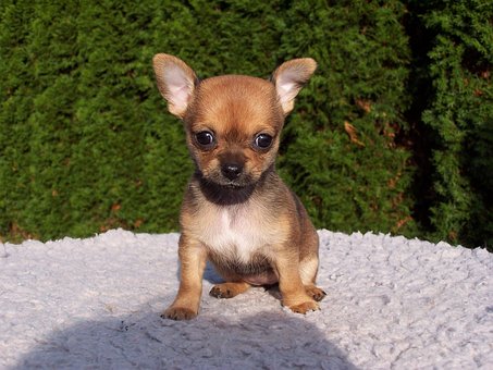 animals-178808__340.jpg