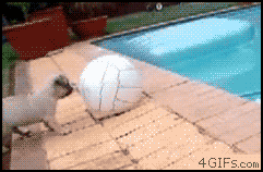 tumblr_lxggntR69k1r8cvzdo1_250.gif