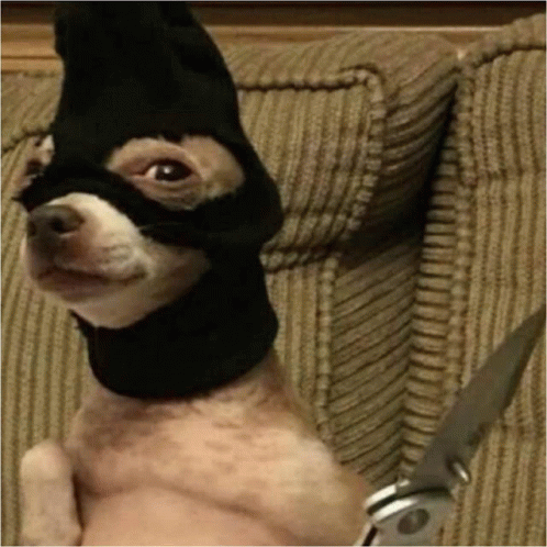dog.gif