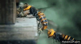 7Mex.gif