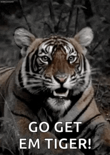 tiger.gif