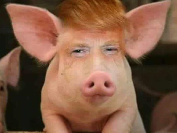 trumppig.jpg