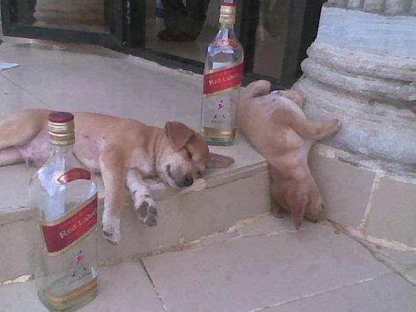 dogs.jpg