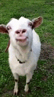 goatlook.gif