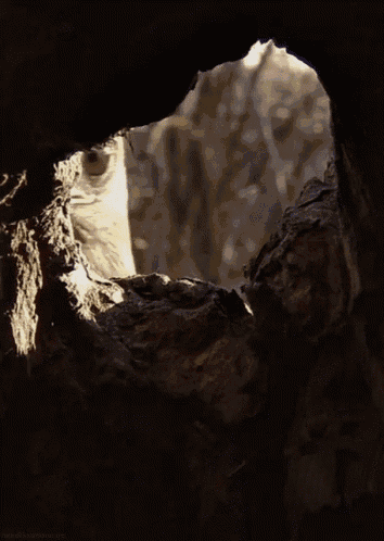 tenor.gif