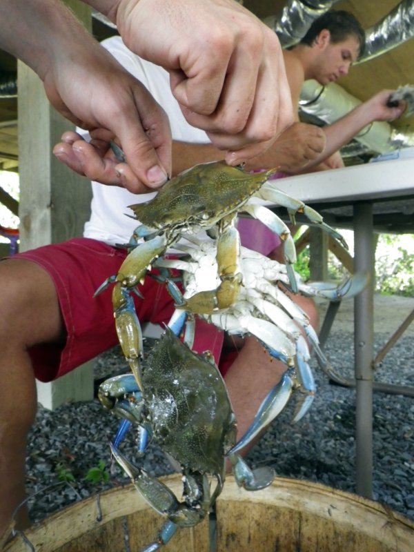 crab+barrel.JPG