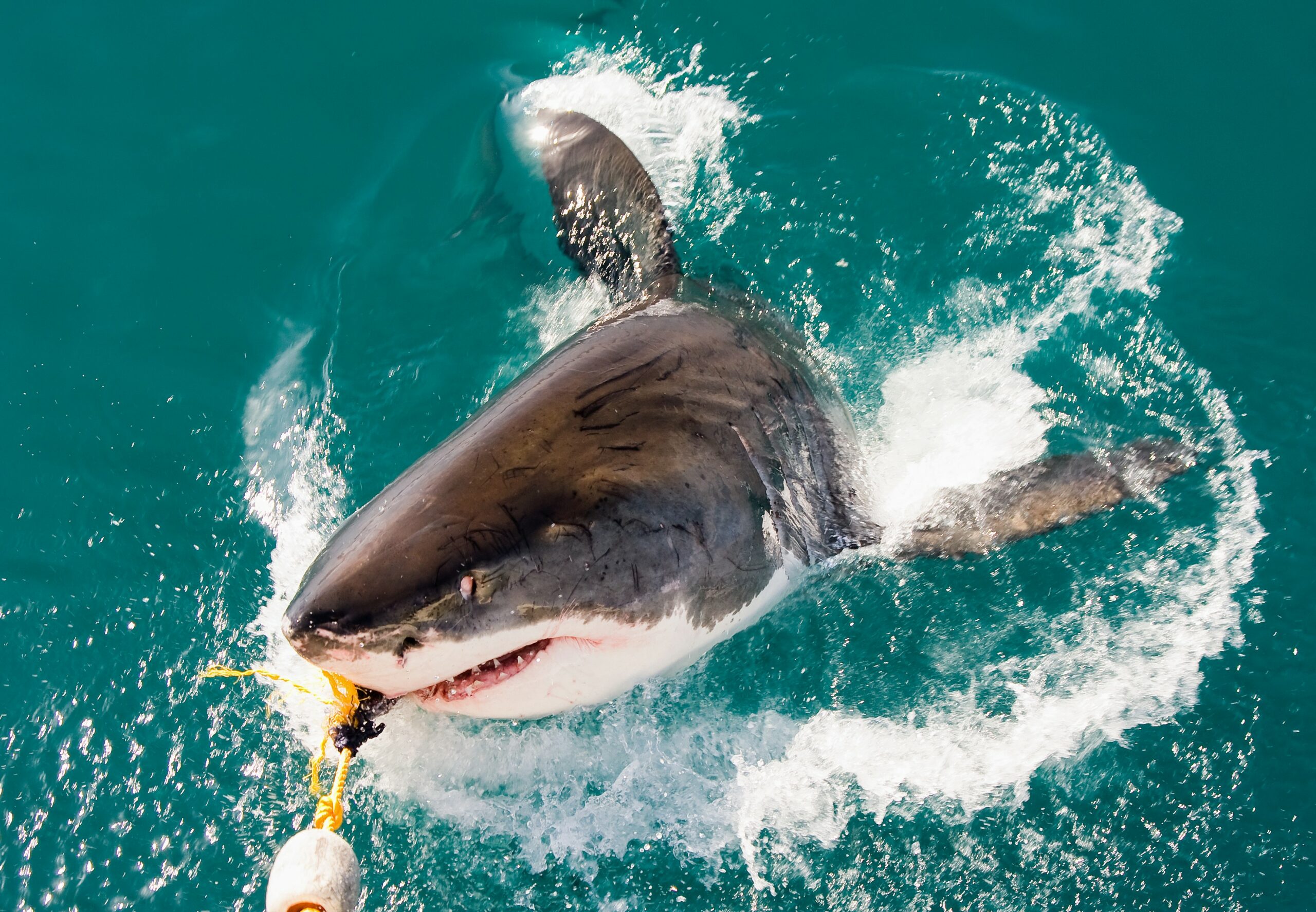 Catch-and-release-scaled.jpg