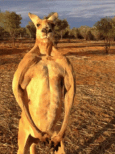 weird-muscular-kangaroo-gdav8sghw5qdk6r1.gif