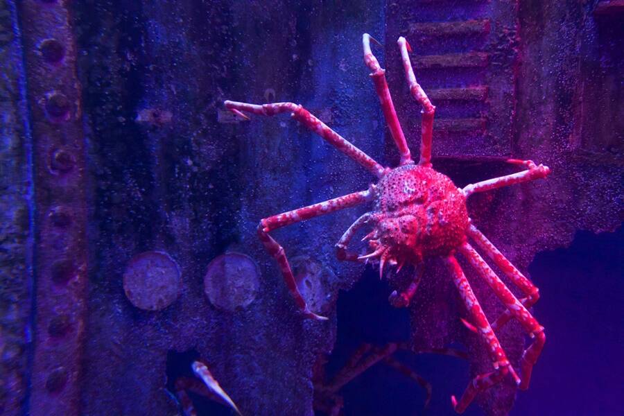 Giant Spider Crab