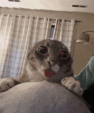 cat-tongue.gif