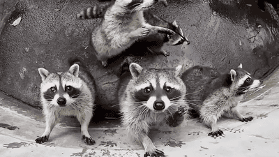 raccoons-want-some-of-that