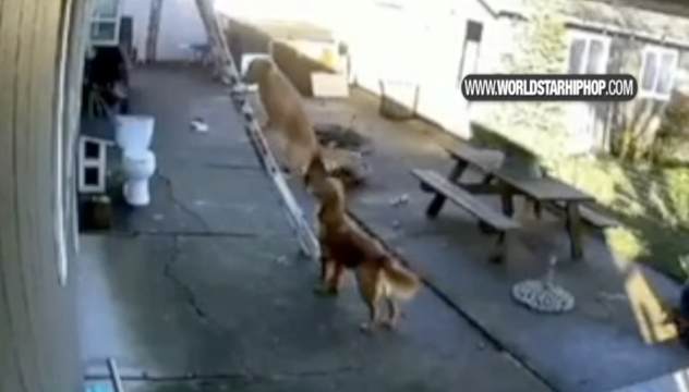 worldstar.com