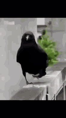 paloma-flow.gif