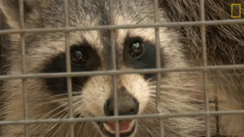 caged-raccoon-when-nature-calls.gif