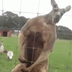 KPX.gif