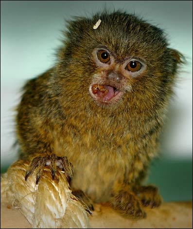 twycross_babies_pygmy_marmo_397x470.jpg
