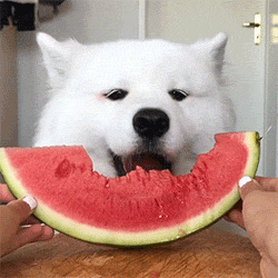 tumblr_pc4wepZjhk1w5032io3_250.gif