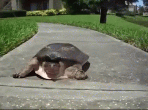 mcconnell-turtle.gif
