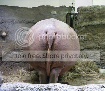 hippopotamus_denver_zoo.png