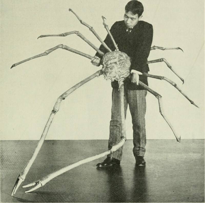 Early Spider Crab Specimen