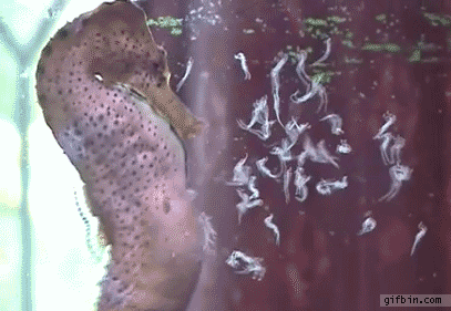 1316019374_seahorse_giving_birth.gif