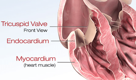 Myocardium.png