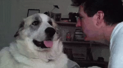 meme-funny-animals.gif