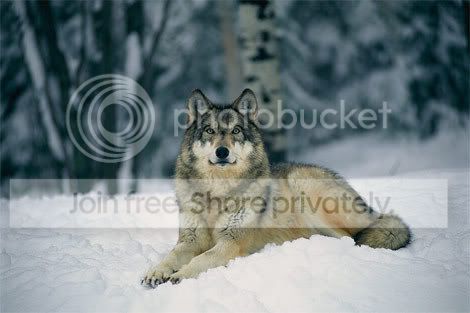 Wolves-30.jpg