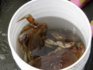 bucket-of-crabs.jpg