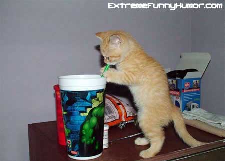 thirsty_kitty.jpg