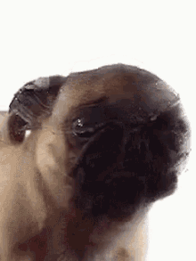 lick-dog-lick.gif