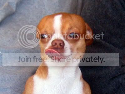 rufus_licking_lips.jpg