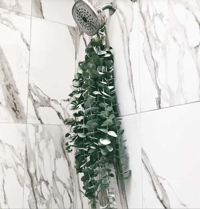 Eucalyptus in the Shower