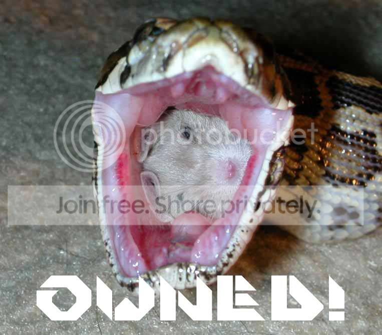 Owned-Snake_Hamster.jpg