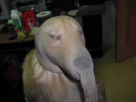 halloweenpet4.jpg