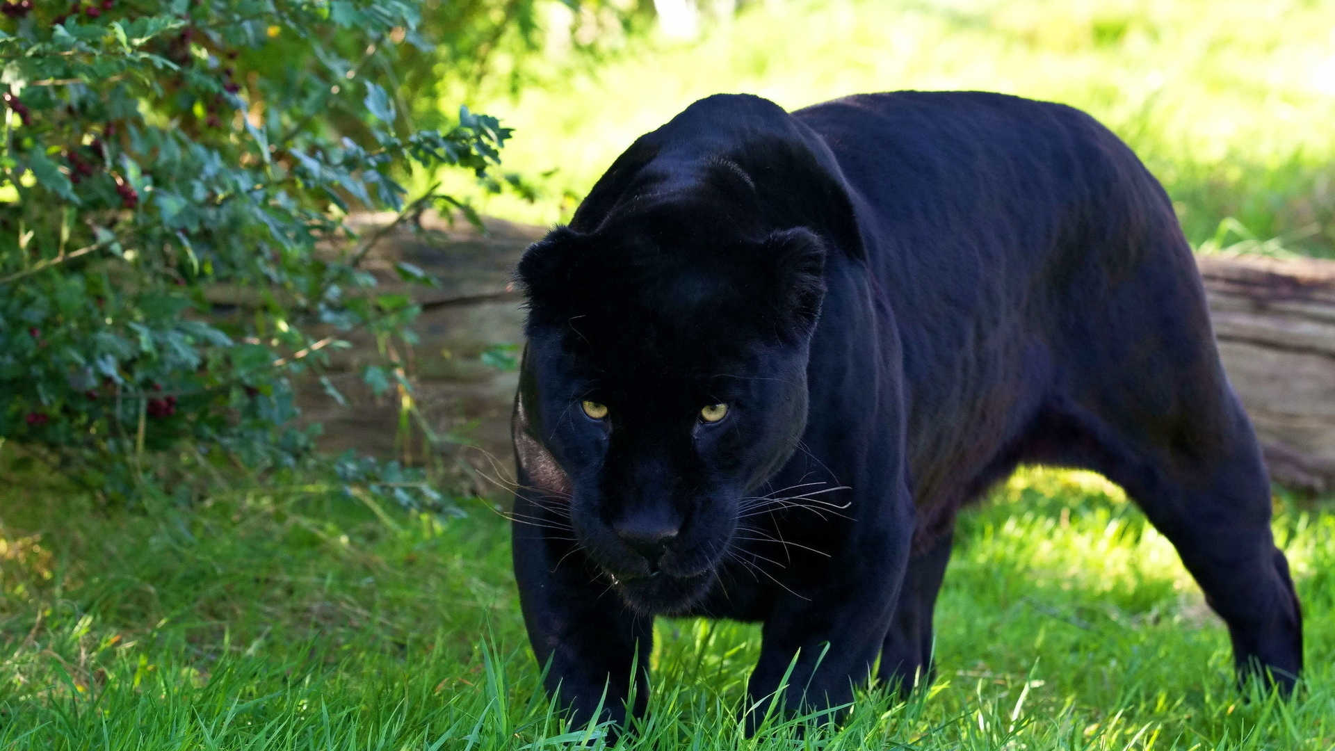 predator-jaguar-panther.jpg
