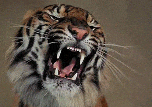 de208b9acf904050796459179f0b22e7.gif
