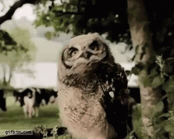 hi-there-hi.gif