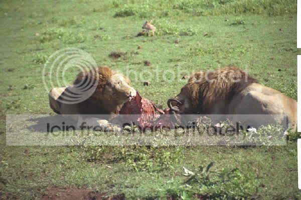 LionsFeeding.jpg