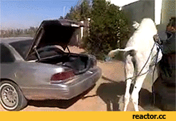 7YN.gif
