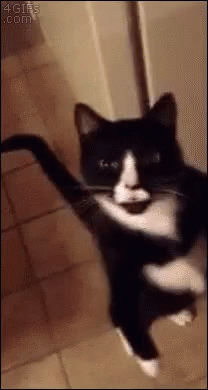 kitty.gif