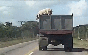 pig-fall.gif