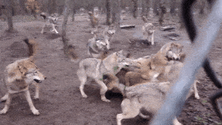 KZg.gif