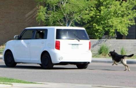 dog-abandoned-by-owner-who-drives-off.jpg