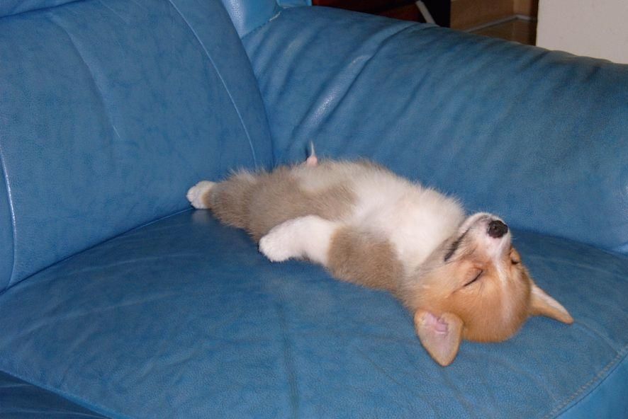 passed_out_corgi-1-1.jpg